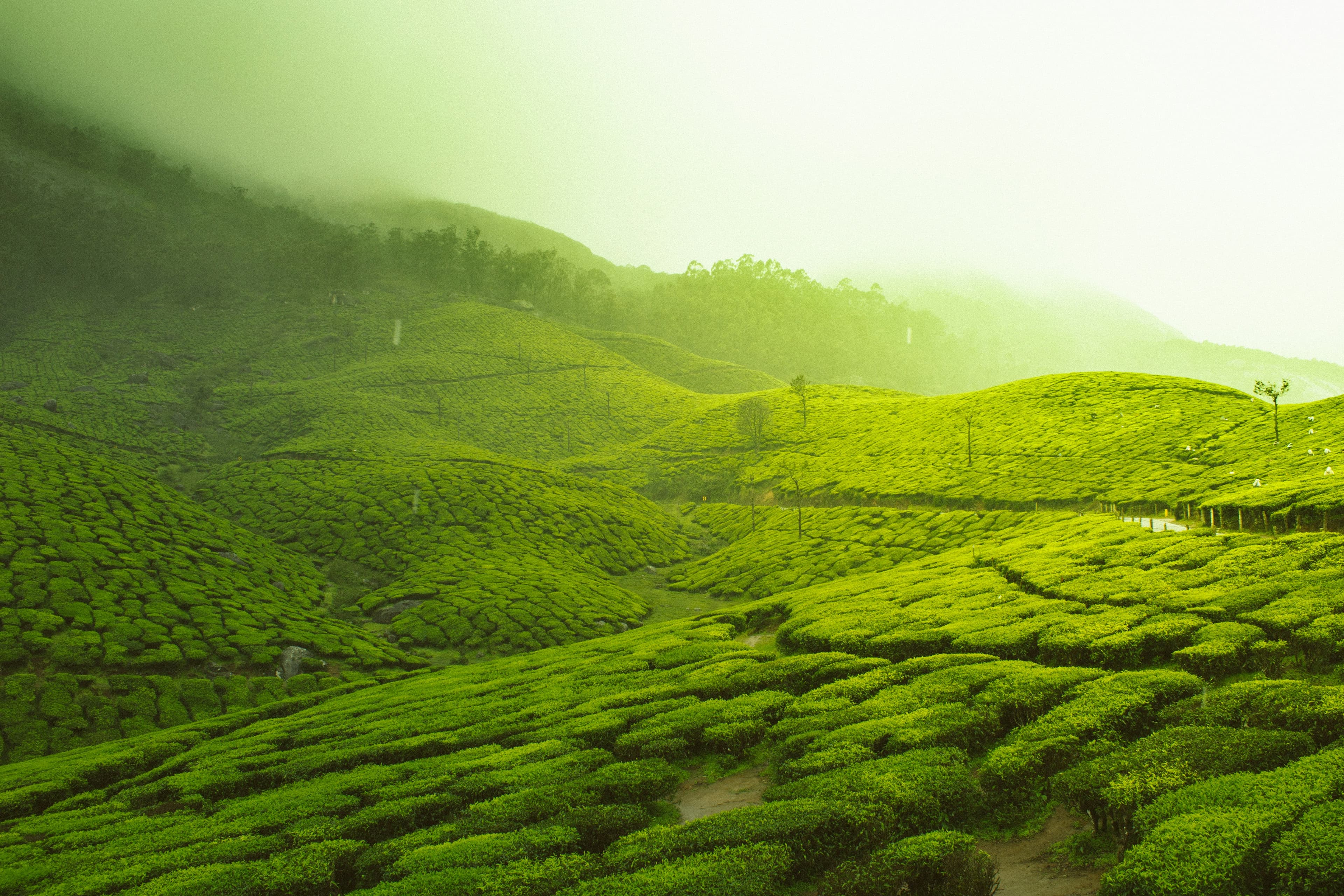 Magical Munnar